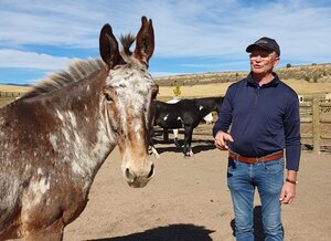 Hubertus Schmidt und ein Muli